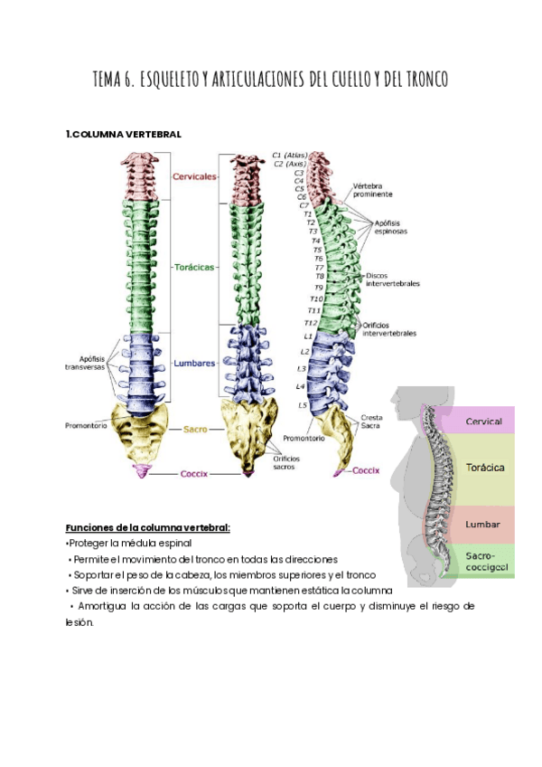 TEMA-6.ESQUELETO-Y-ARTICULACIONES-DEL-CUELLO-Y-DEL-TRONCO-1.pdf