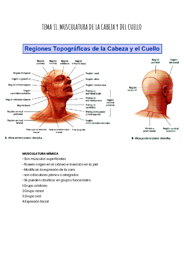 TEMA-11.MUSCULATURA-DE-LA-CABEZA-Y-DEL-CUELLO.pdf