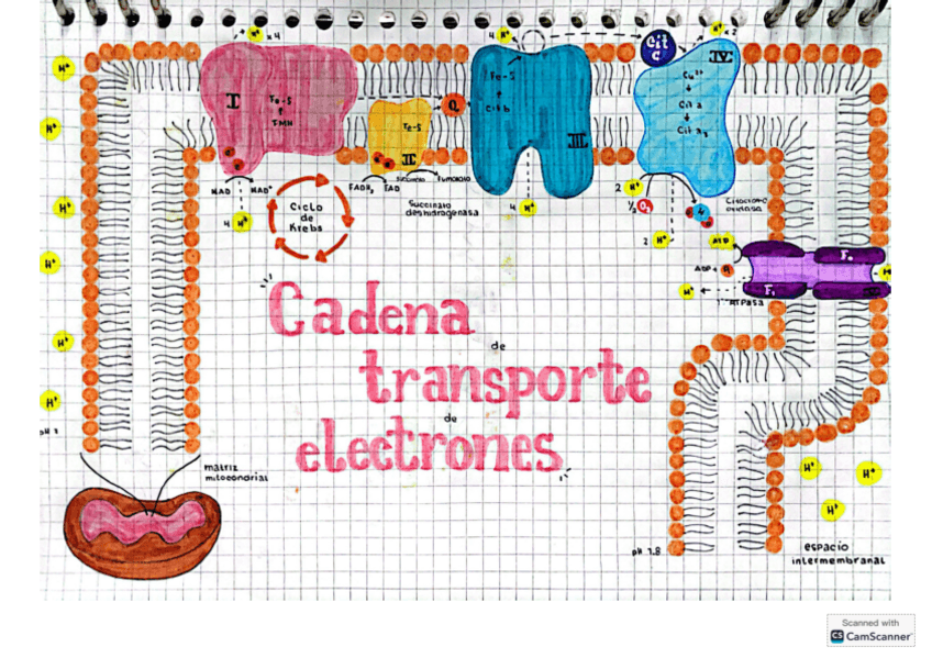 Cadena-transportadora-Bioquimica-II.pdf