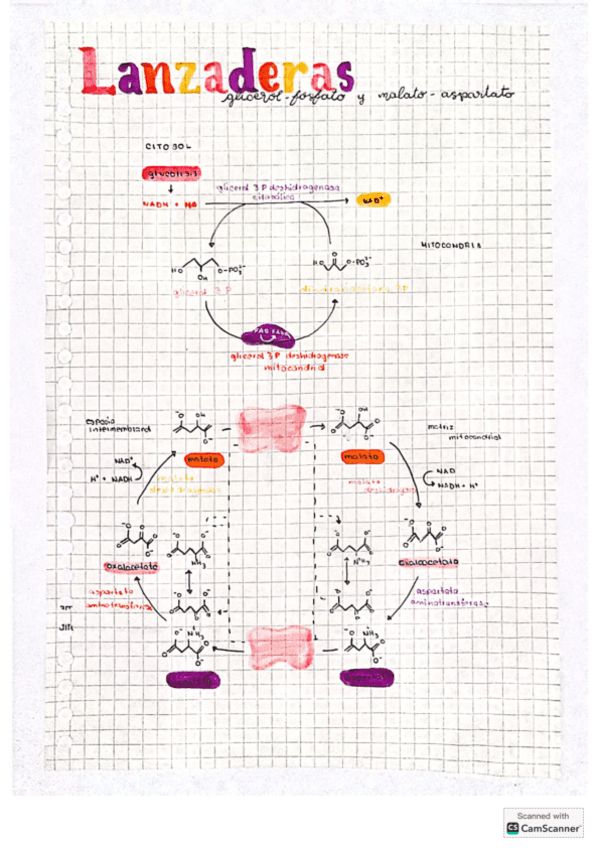 Fosforilacion-y-lanzaderas-Bioquimica.pdf