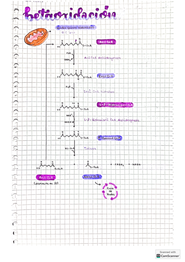 Betaoxidacion-Lipogenesis-Bioquimica-I.pdf