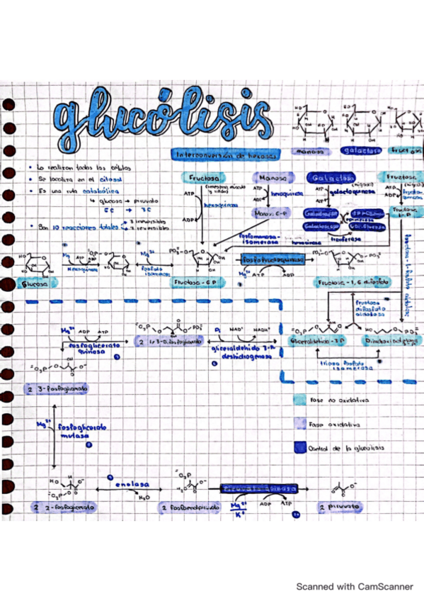Glucolisis-Bioquimica-II.pdf