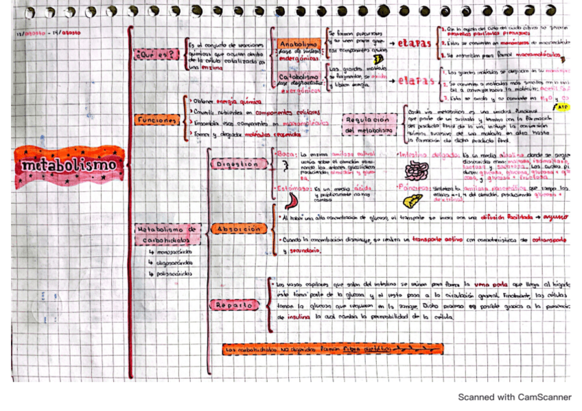 Metabolismo-Absorcion-de-carbohidratos-Bioquimica-II.pdf