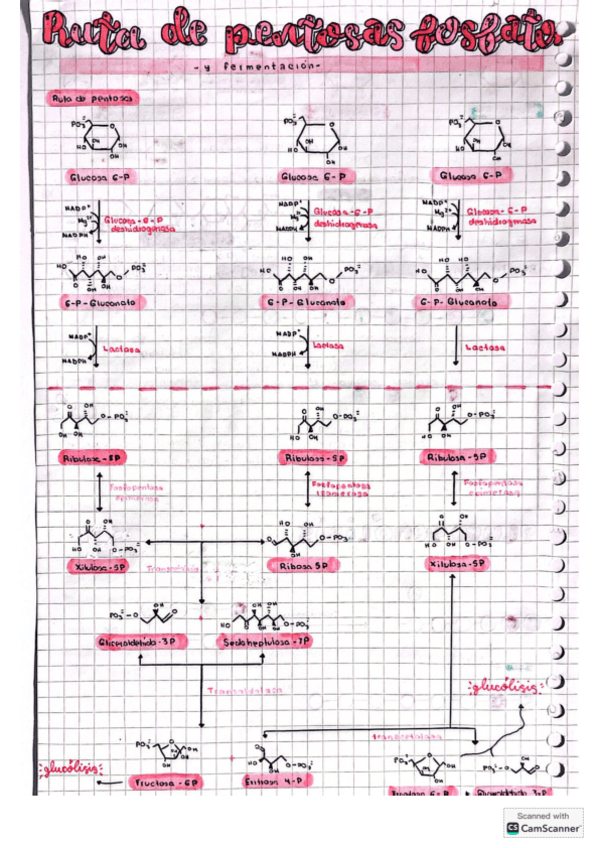 Ruta-de-pentosas-y-fermentacion-Bioqui.pdf