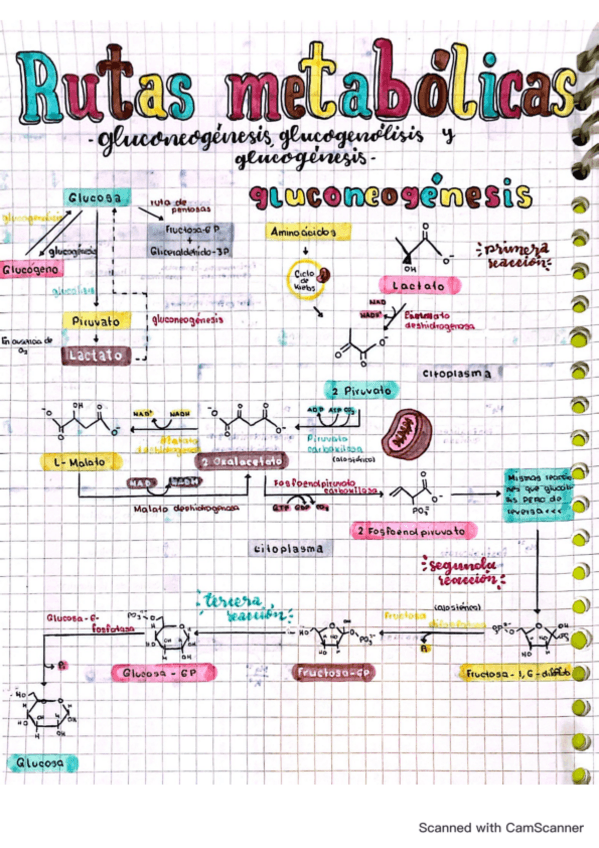 Gluconeogenesis-Glucogenolisis-y-Glucogenesis-Bioquimica-II.pdf