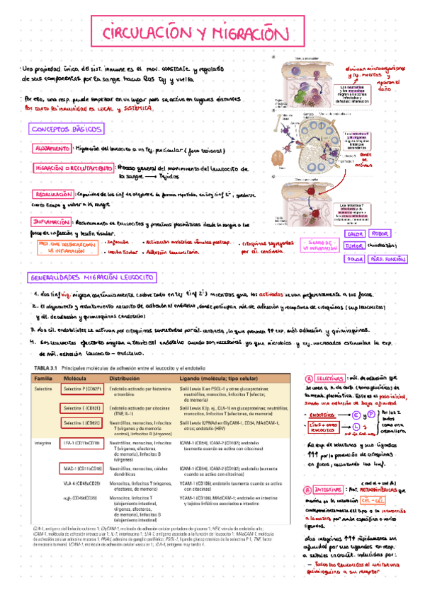 3-CIRCULACION-Y-MIGRACION-DE-LOS-LEUCOCITOS.pdf