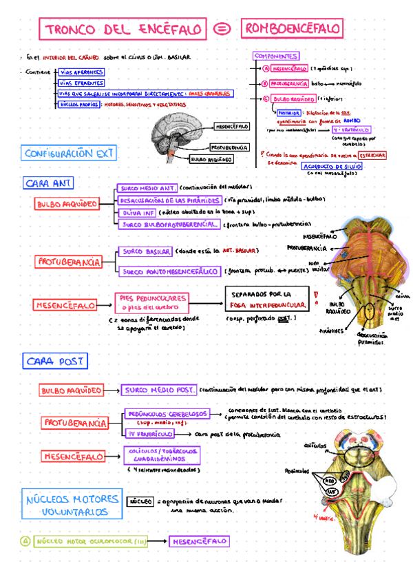 TRONCO-DEL-ENCEFALO-CORREGIDO.pdf