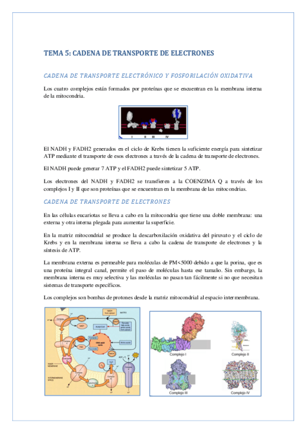 CADENA-DE-TRASPORTE-DE-ELECTRONES.pdf