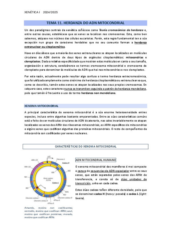 TEMA-11.-O-ADN-MITOCONDRIAL.pdf