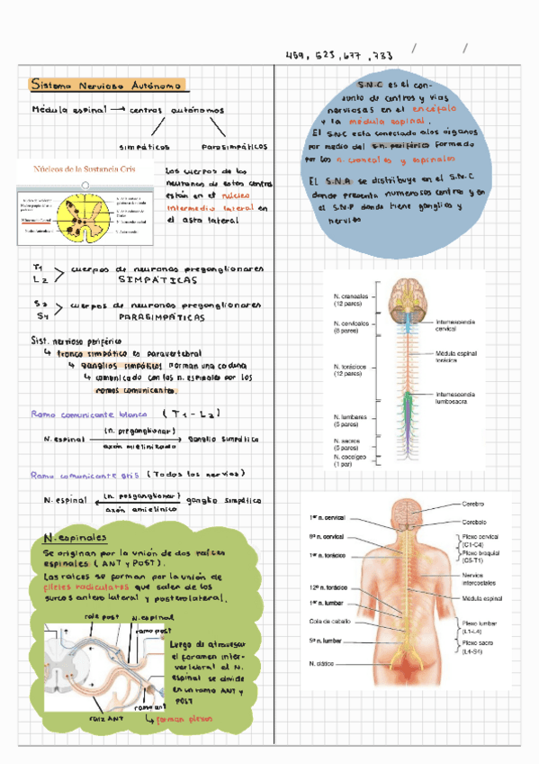 Inervacion-de-los-sistemas.pdf