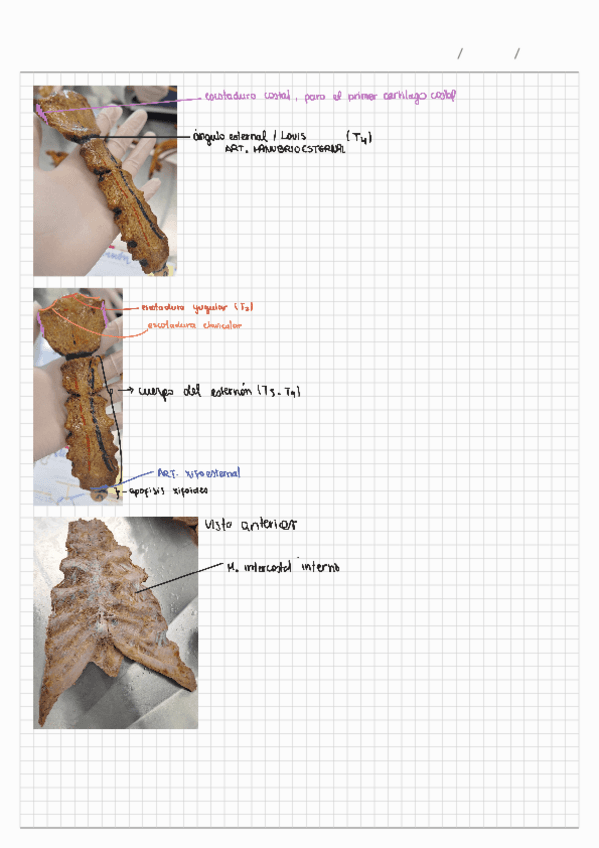 Repaso-anatomia-prac.pdf