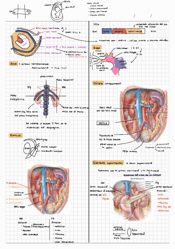 Rinon-uereteres-y-pared-post-abdomen.pdf