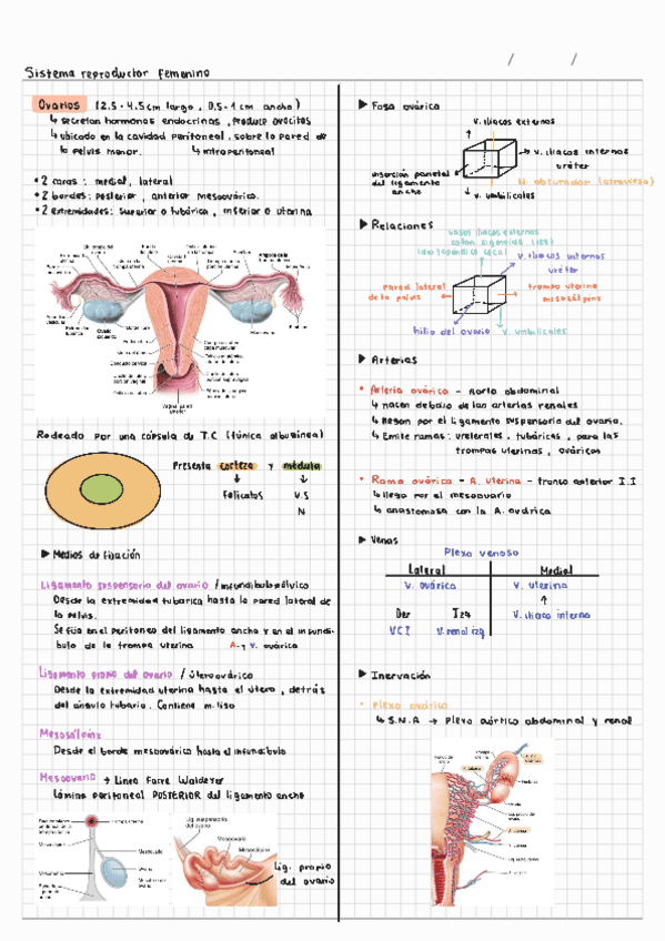 Aparato-reproductor-femenino.pdf