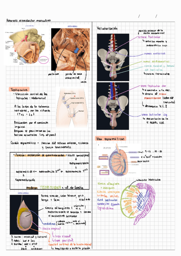 Aparato-reproductor-masculino.pdf