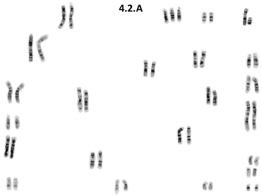 Practica1DavidBouhyaneTorrente-Geneticapdf.pdf