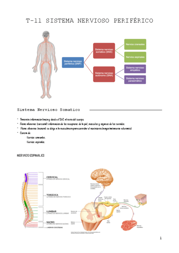T-11-Sistema-nervioso-periferico.pdf