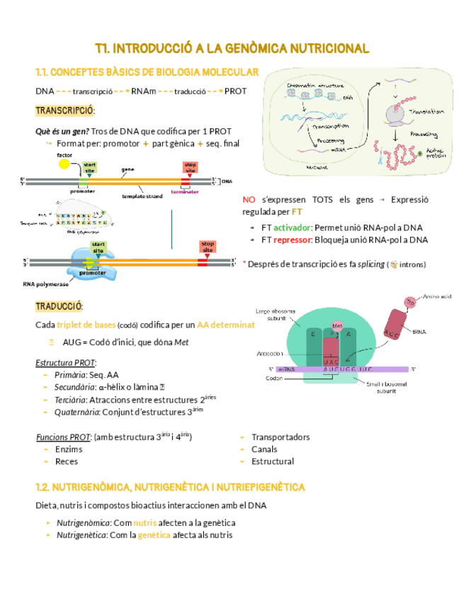 BLOC 1. NUTRIGENÒMICA I NUTRIGENÈTICA.pdf