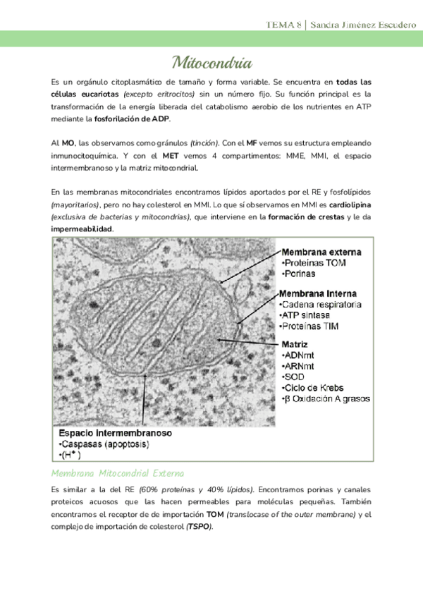 Tema-8-Mitocondria.pdf