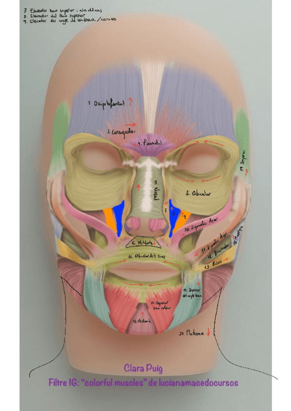 musculatura-facial-con-nombres.pdf