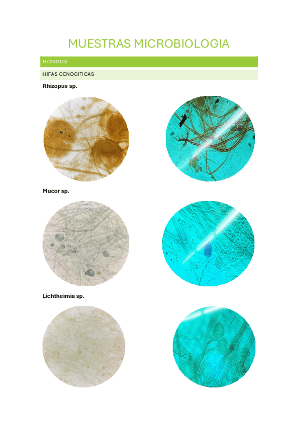Fotos-muestras-micro.pdf