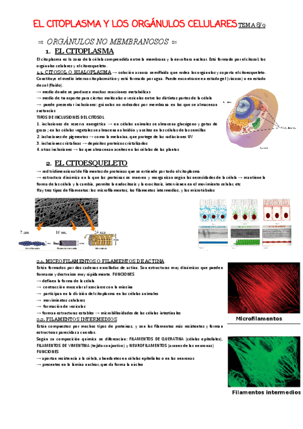 T8-9 Citoplasma y organulos.pdf