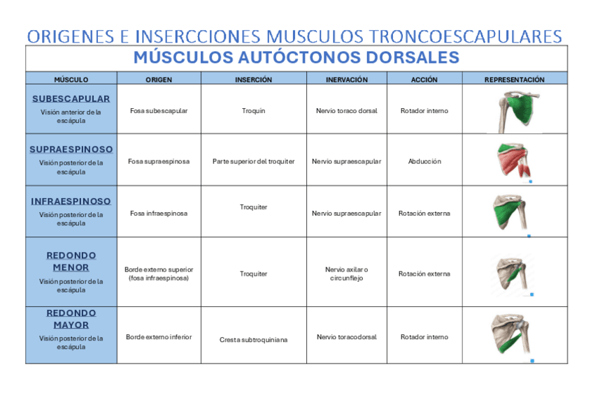 TABLA-ORIGENES-E-INSERCIONES-MIEMBRO-SUPERIOR.pdf