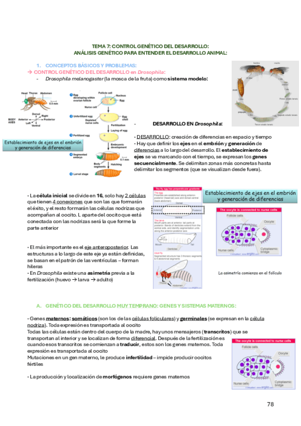 tema-7-agen.pdf