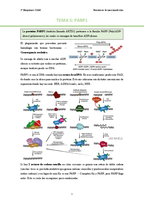TEMA-5.-PARP1..pdf