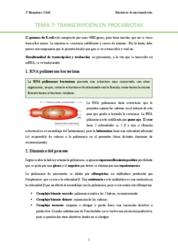 TEMA-7.-Transcripcion-en-procariotas..pdf