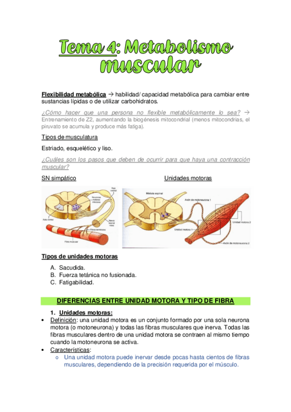 TEMA-4.-METABOLISMO-MUSCULAR.pdf