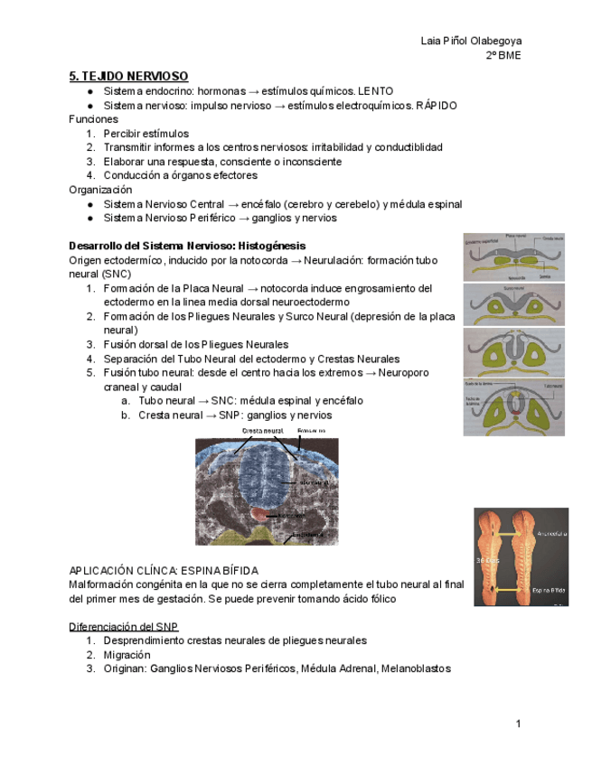 5.-Tejido-nervioso.pdf