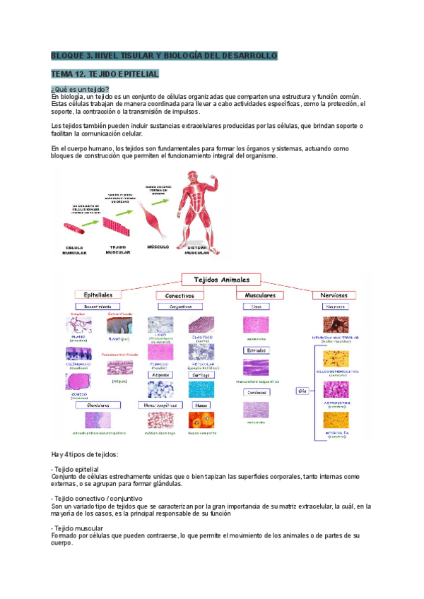 Tema-12-biologia-y-bioquimica.pdf