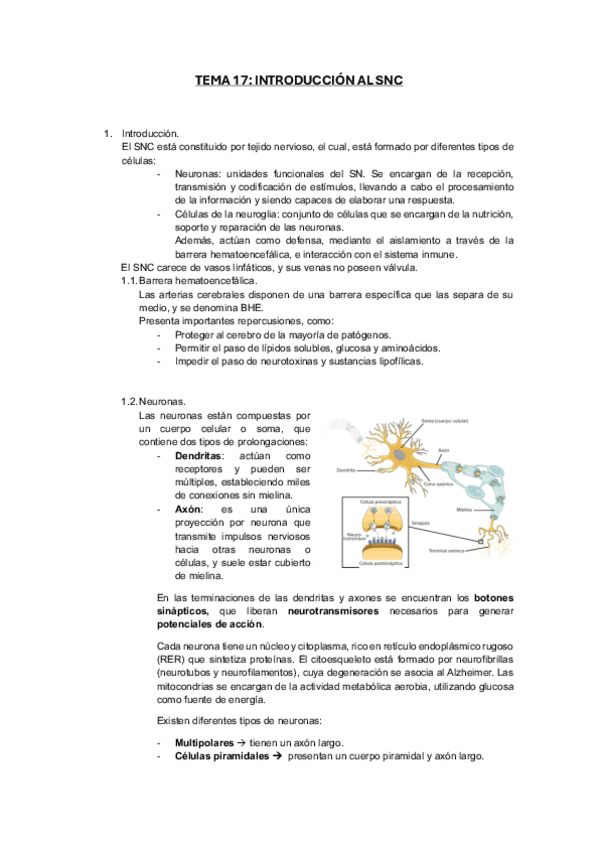 APUNTES-SISTEMA-NERVIOSO-CENTRAL.pdf