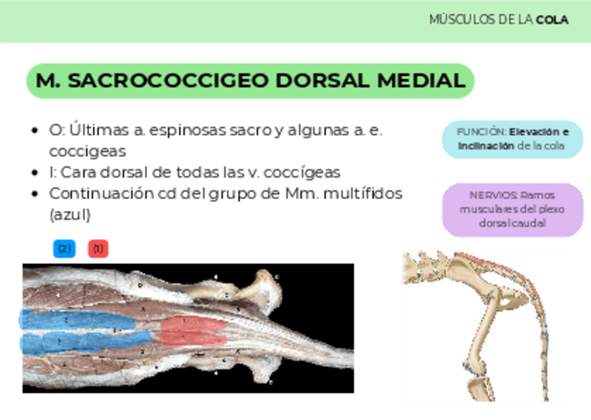 MUSCULOS-COLA.pdf