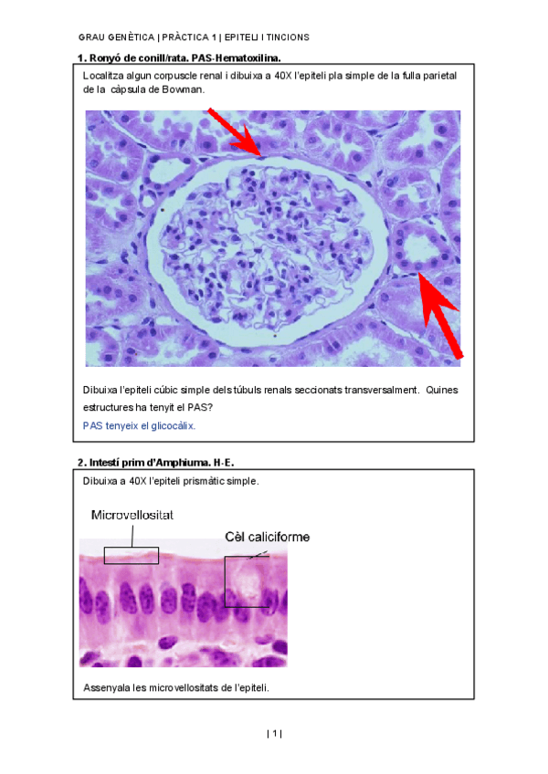 Apuntes-practicas-de-histologia-Grado-en-Genetica-UAB.pdf
