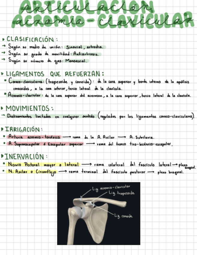 Articulacion-acromio-clavicular..pdf