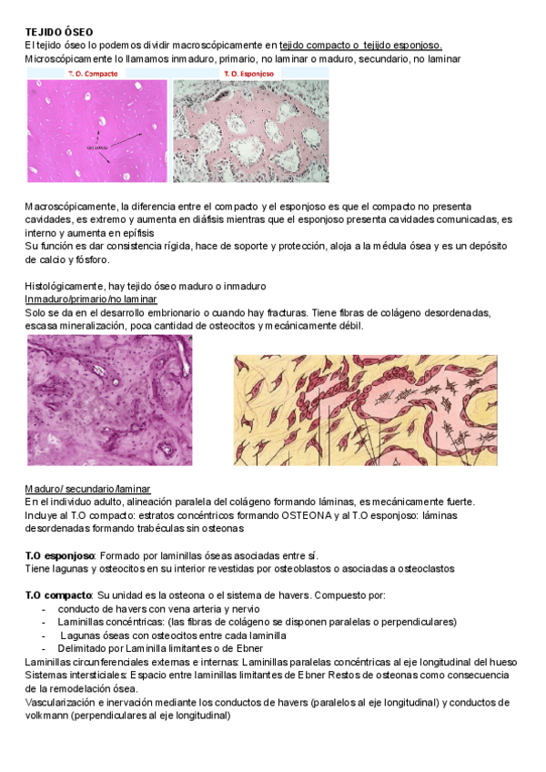 Histologia-segundo-examen.pdf