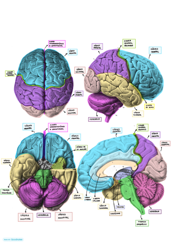 Laminas-Neuroanatomia.pdf