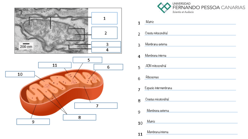 Ejercicio-9.-Mitocondrias..pdf