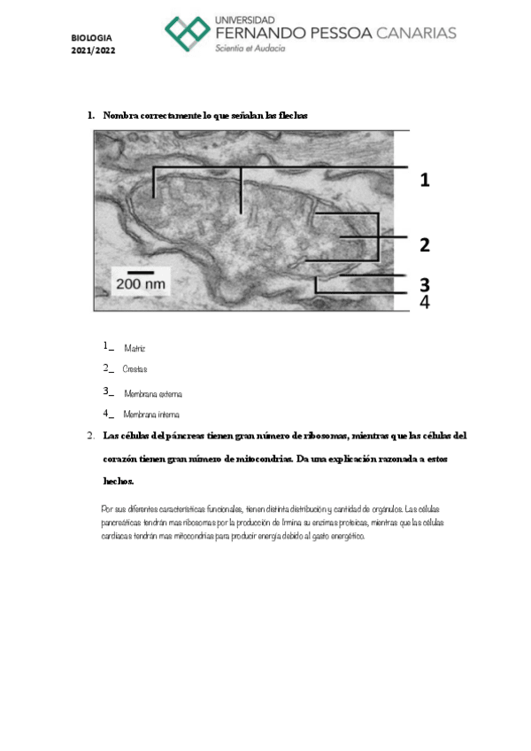 Ejercicio-10.-Mitocondrias..pdf