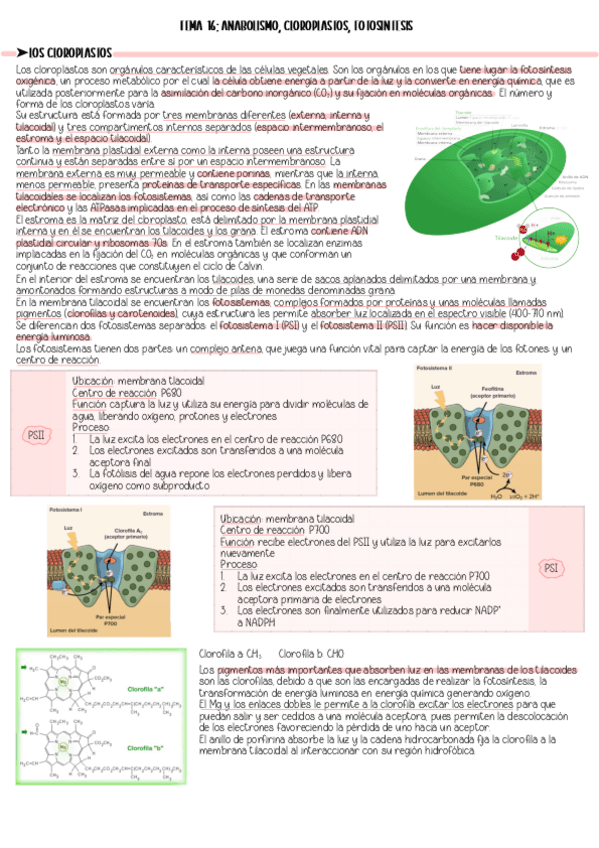 TEMA-16.-Resumen.pdf