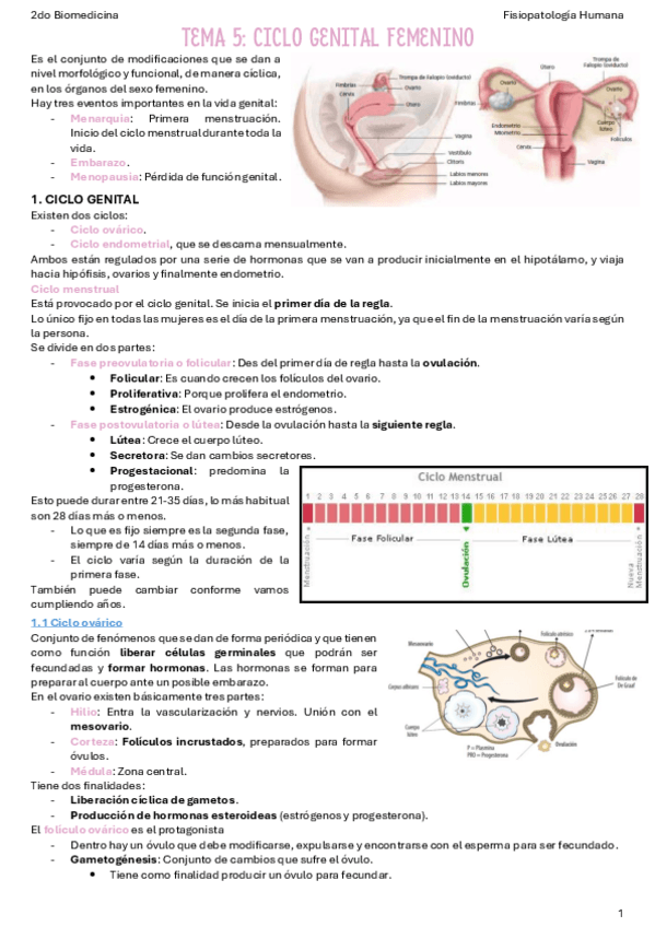 T5-Ciclo-genital-femenino.pdf