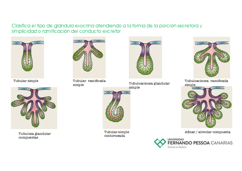 Actividad-Glandulas.pdf