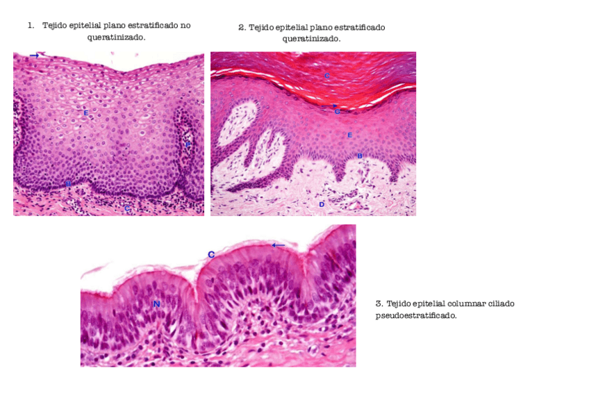 Actividad-Tejidos.pdf