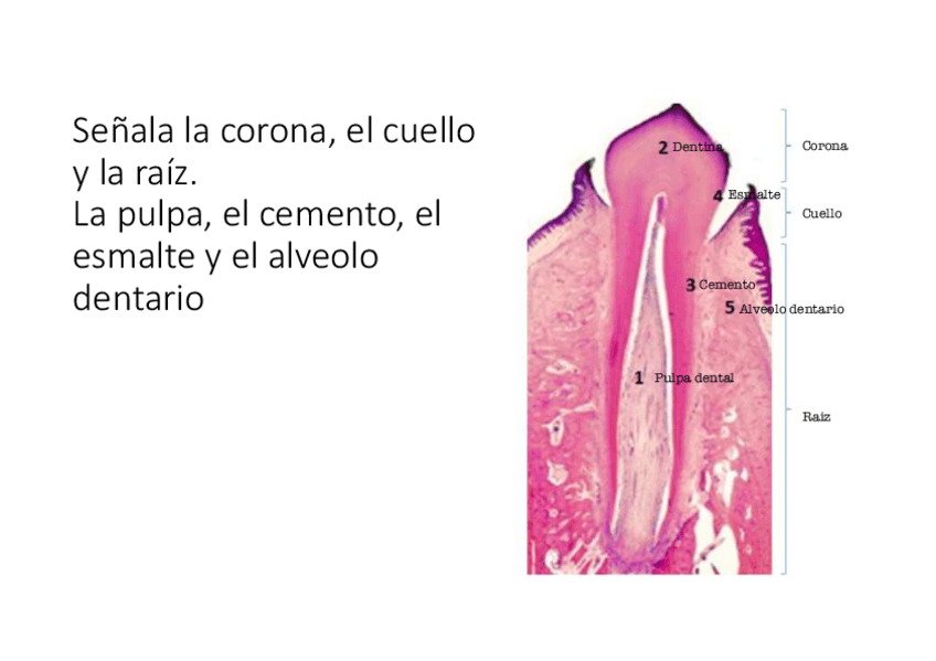 Tejido-Del-Diente.pdf