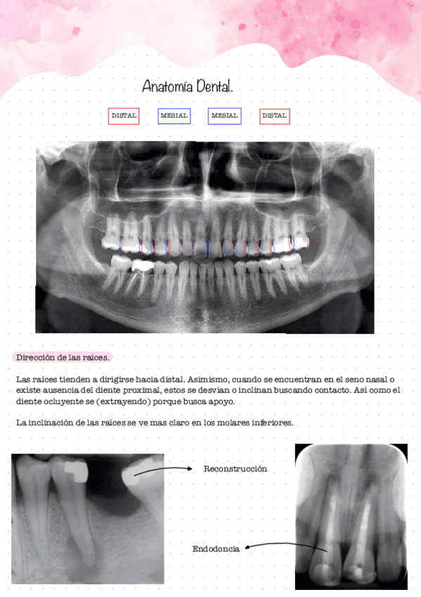 Incisivos-centrales-y-laterales.pdf