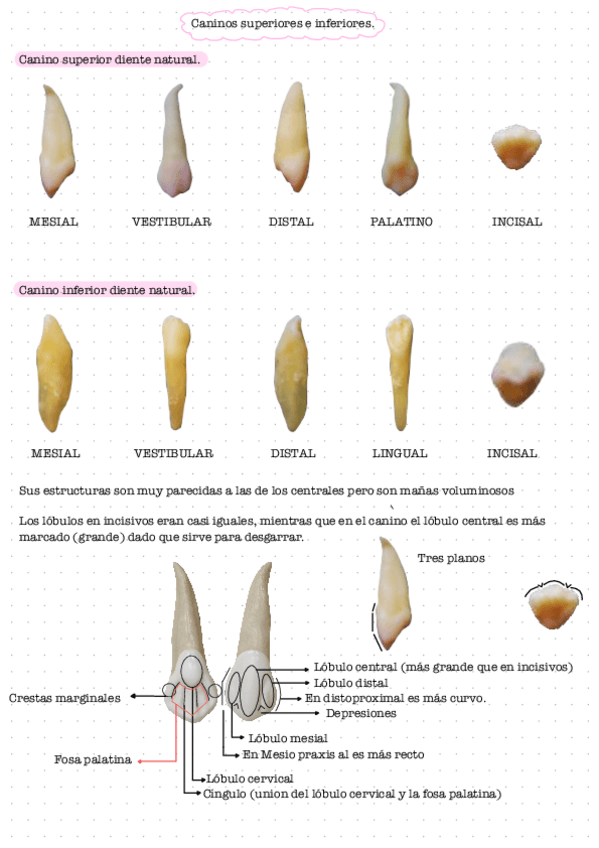 Caninos-premolares-y-molares.pdf
