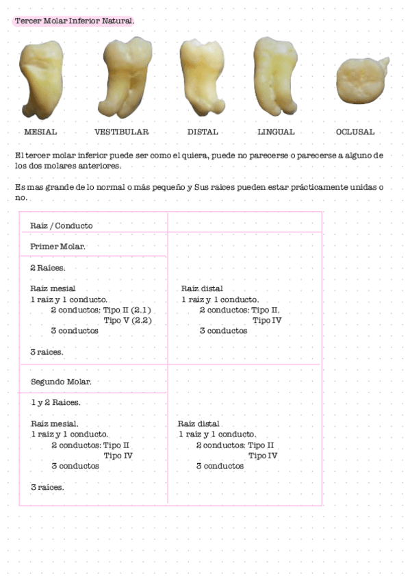 Terceros-molares.pdf