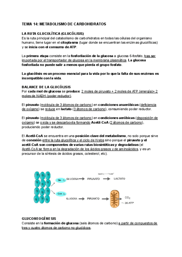 TEMA-14-METABOLISMO-DE-CARBOHIDRATOS.pdf