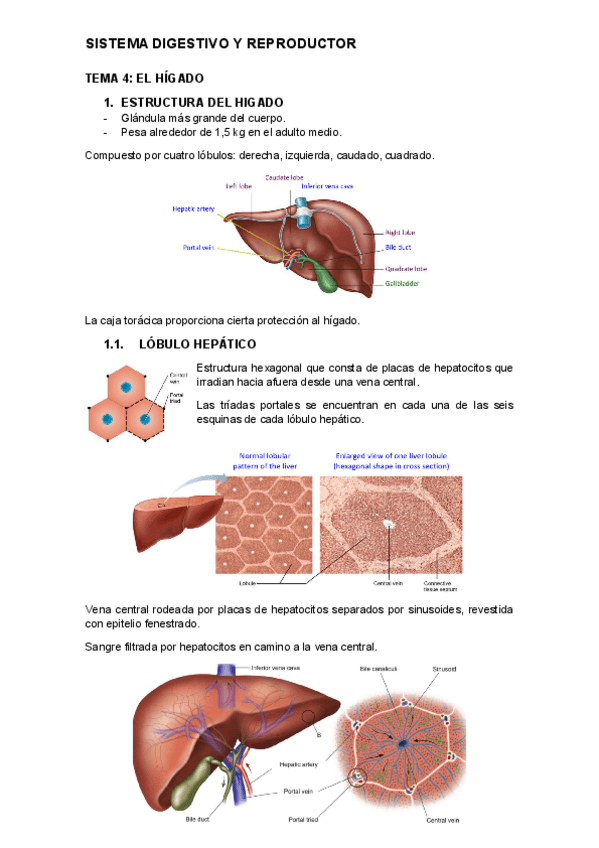 tema-4-digestivo.pdf